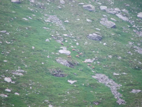 Fagaras