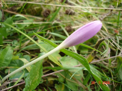 Peretele postei