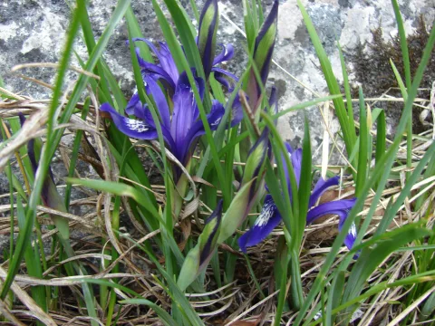 Peretele postei