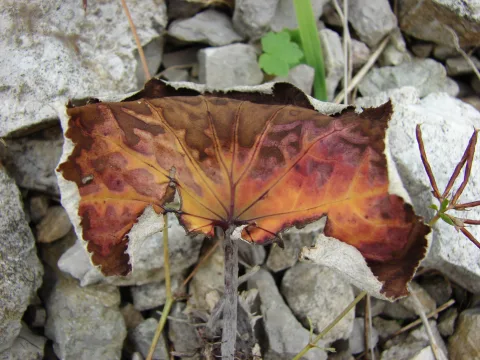 Peretele postei