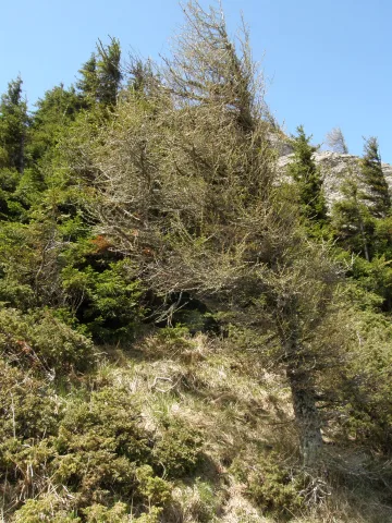20140416170503-a7e3d0de-67effdd18e