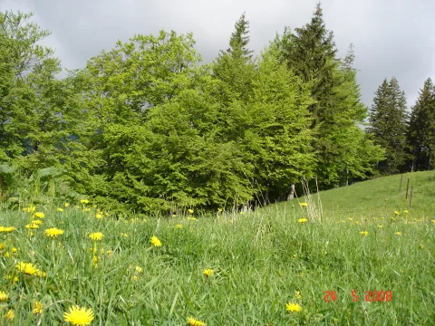 20140416170955-9316775c-826d0b63cc